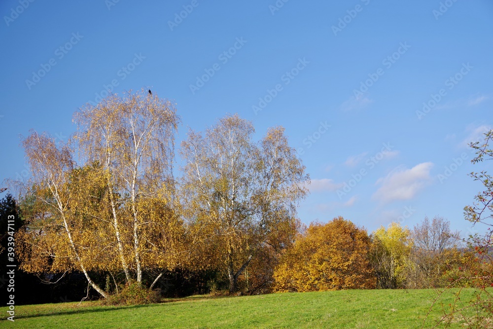 Fototapeta premium Der Herbst