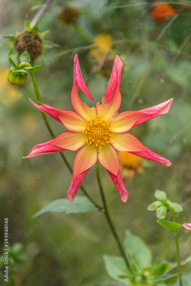 Obraz premium red and yellow flower