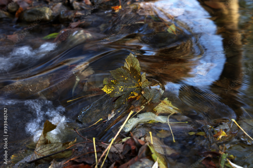 Fallen leaf in the fast waters of the stream Fallen leaf in the fast waters of the stream