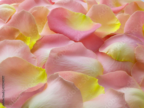 Detail shot of pink yellow rose petals