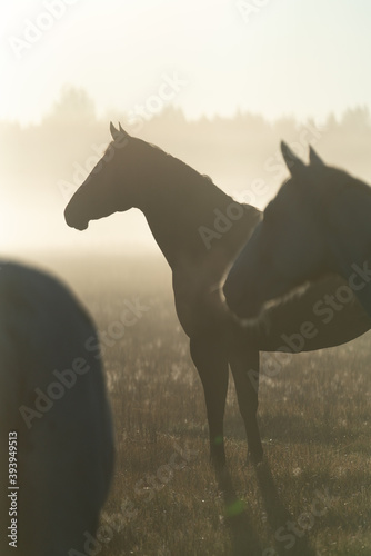 horse in sunset