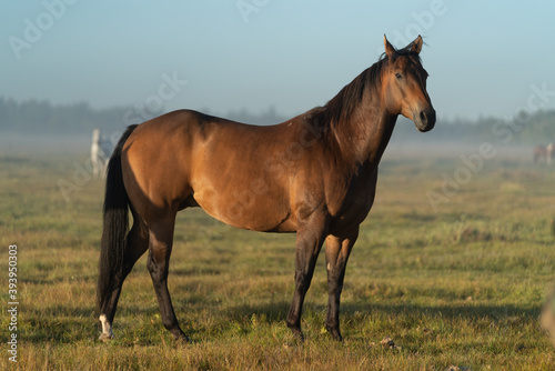 horse in the field