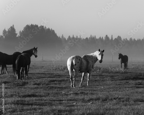 herd of horses in the field
