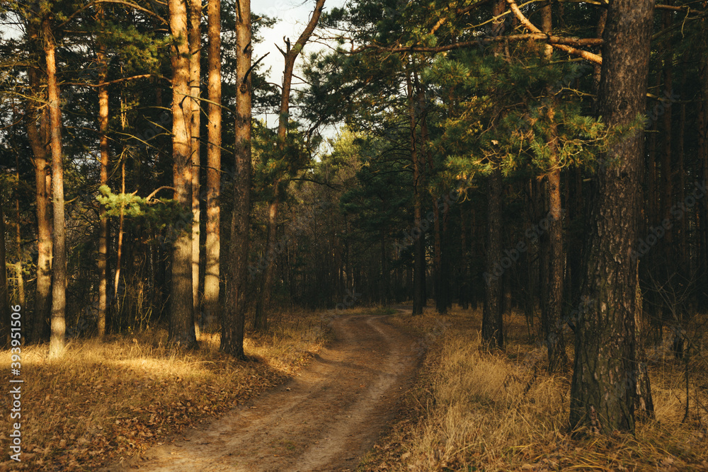 road in autumn forest