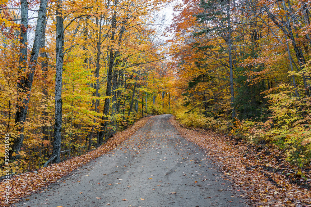 Small road in Algonquin Park during fall foliage