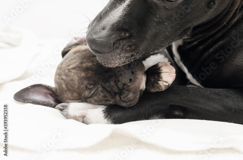 Staffordshire terrier two-month puppy dog. Young dog playing with mommy Dog. Dog mom kissing she's puppy dog. Two month puppy. Dog family