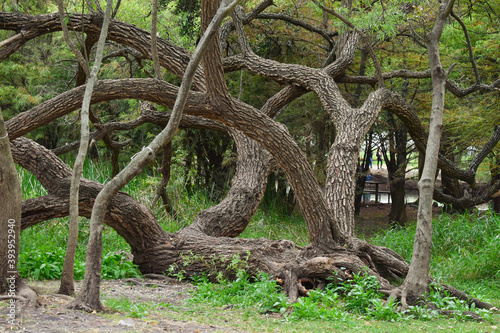 Árboles con los troncos retorcidos en el lago de Camecuaro