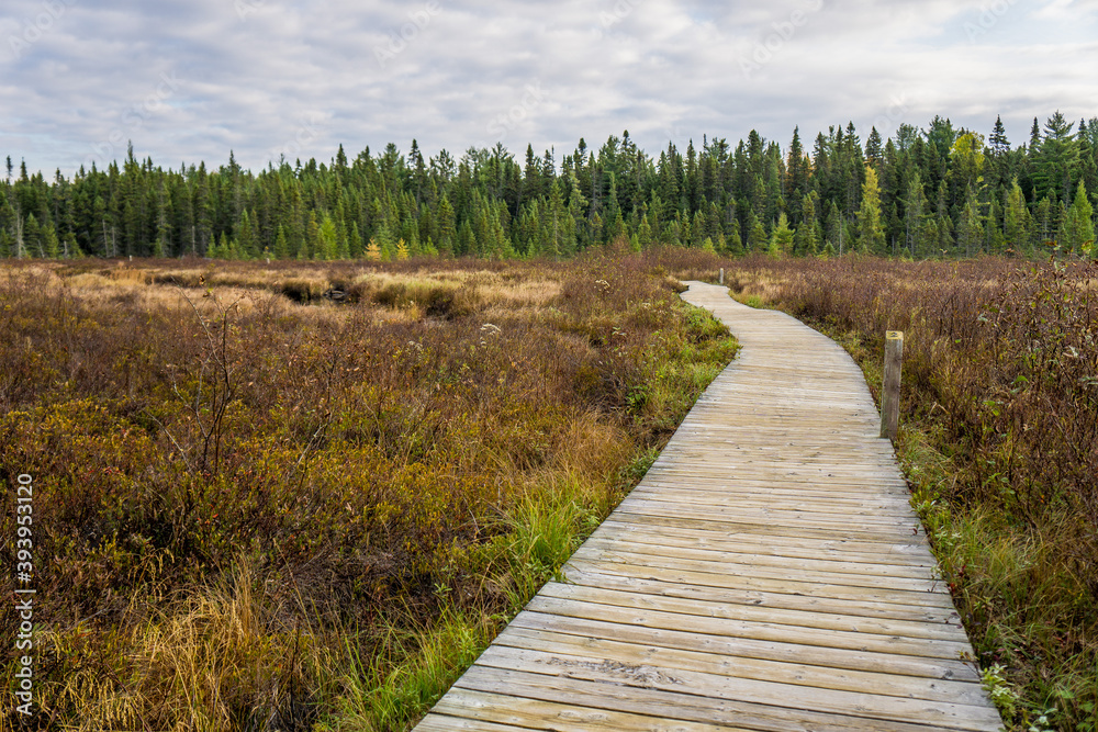 Boardwalk on a bog in Algonquin Park, Ontario (Spruce Bog Boardwalk Trail)