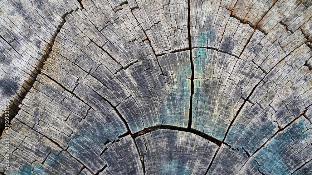 Fototapeta premium Texture and background for the material. Unique pattern of cut wood texture on the stump.
