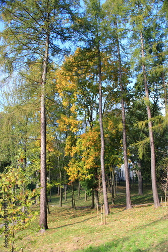 Fototapeta Naklejka Na Ścianę i Meble -  Zarzecze park