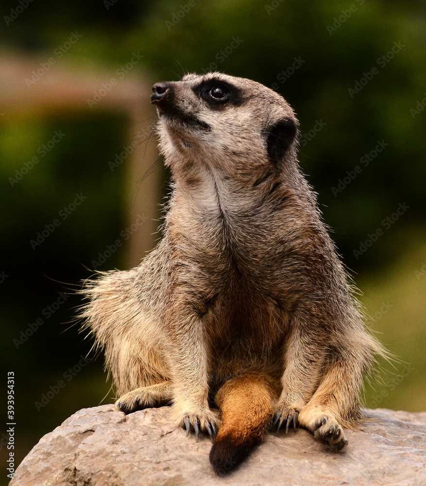 Fototapeta premium meerkat on guard