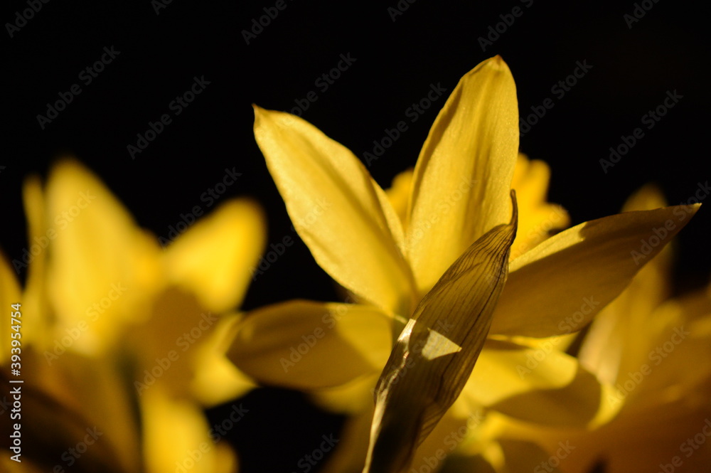 a bunch of daffodils in the light with a dark black background a bunch of daffodils in the light with a dark black background