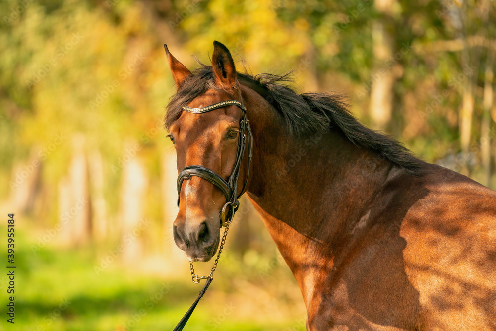Obraz premium A brown horse head, in the autumn evening sun