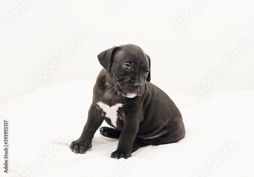 Staffordshire terrier two-month puppy dog. Sleepy young puppy dog sitting on white blanket. Puppy dog looking with puppy dog eyes. two month black puppy dog.
