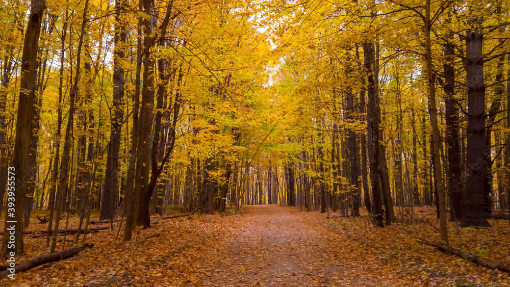 Scenic road through bright autumn trees
