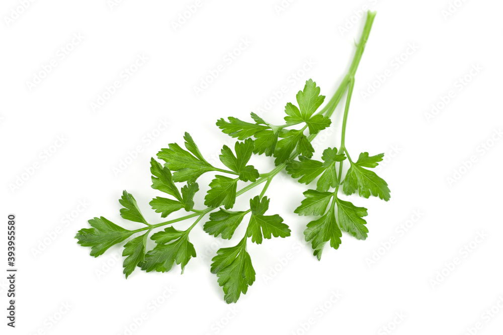 green leaves of parsley isolated on white background green leaves of parsley isolated on white background