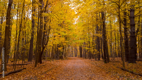 Scenic road through bright autumn trees 