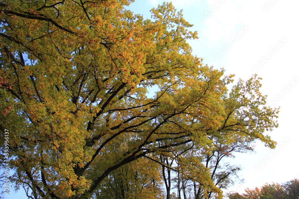 Fototapeta premium Zarzecze park