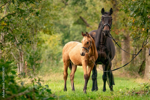 A mare with a foal standing on a forest path surrounded by autumn colors