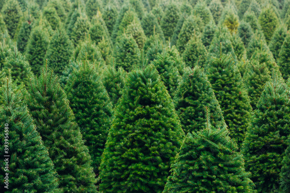 Christmas Tree Farm perfect rows of trees many
