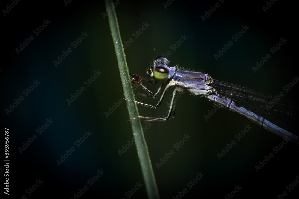 Close up shot of Dragonfly on a plant
Close up shot of Dragonfly on a plant