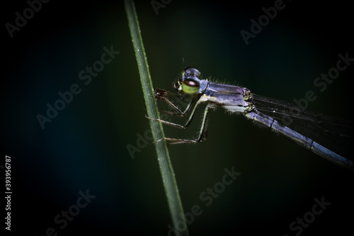 Close up shot of Dragonfly on a plant   © SNEHIT PHOTO