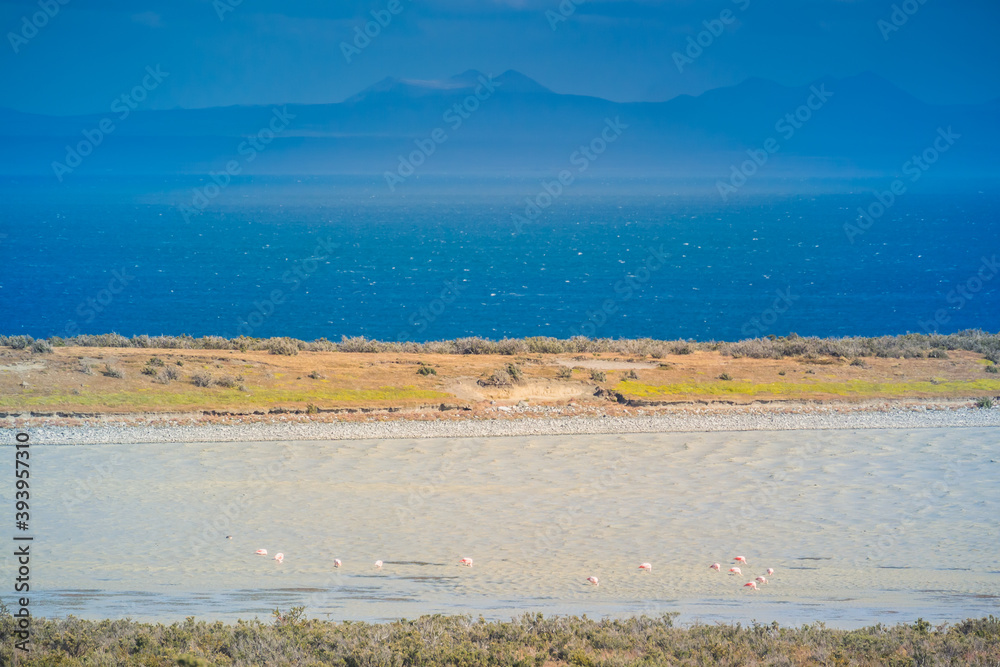 Flamingos along the coast of Tierra del Fuego, Chile. Flamingos along the coast of Tierra del Fuego, Chile.