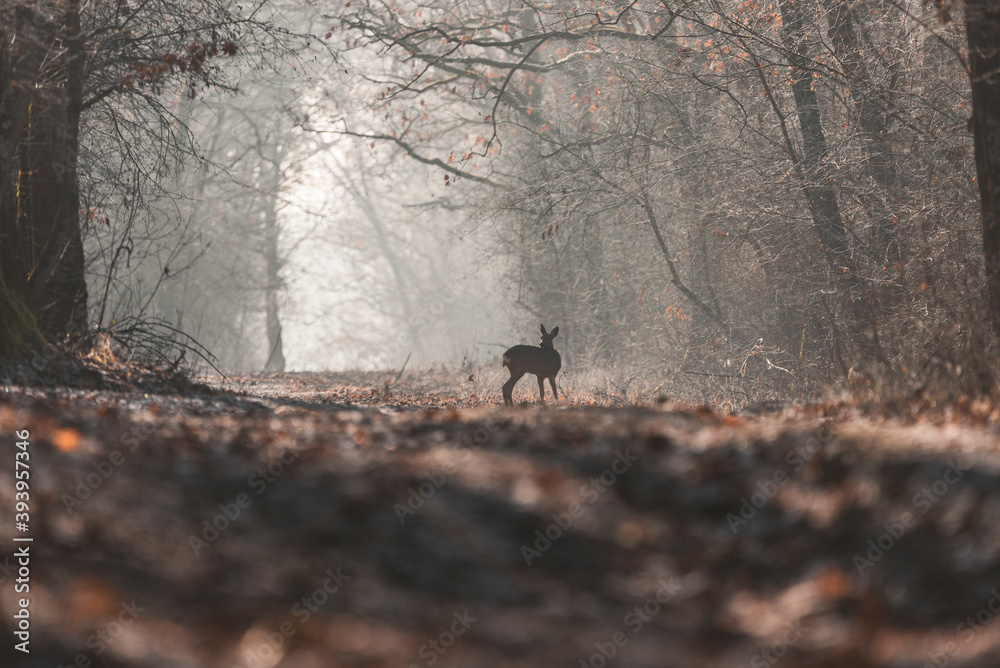 Roe deer(capreolus caproelus) in the middle of the forest Roe deer(capreolus caproelus) in the middle of the forest