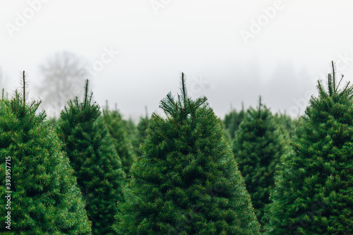Christmas Tree Farm perfect rows of trees many