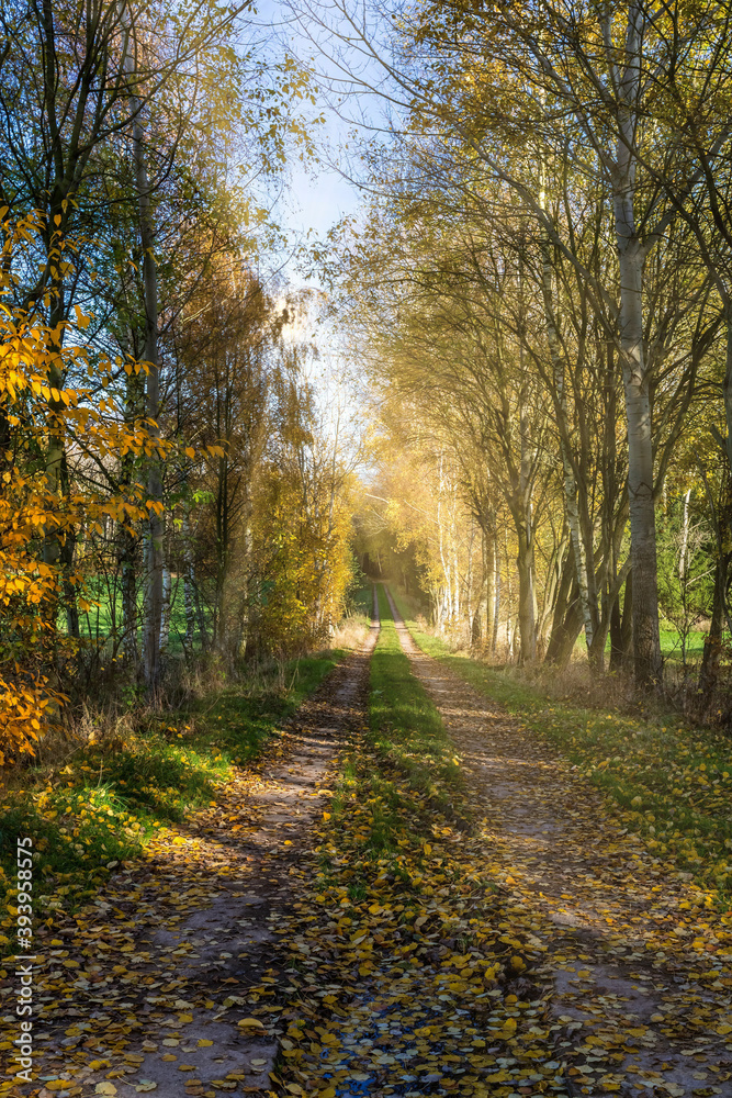forest trail in autumn with sun beams forest trail in autumn with sun beams