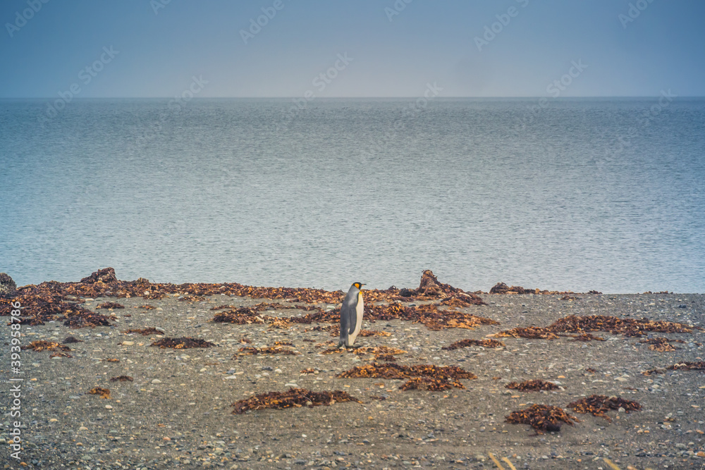 King Penguins at Tierra del Fuego. Chile