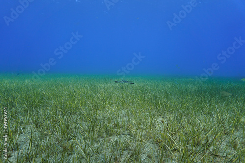 Bull ray flying over the sea bed photo