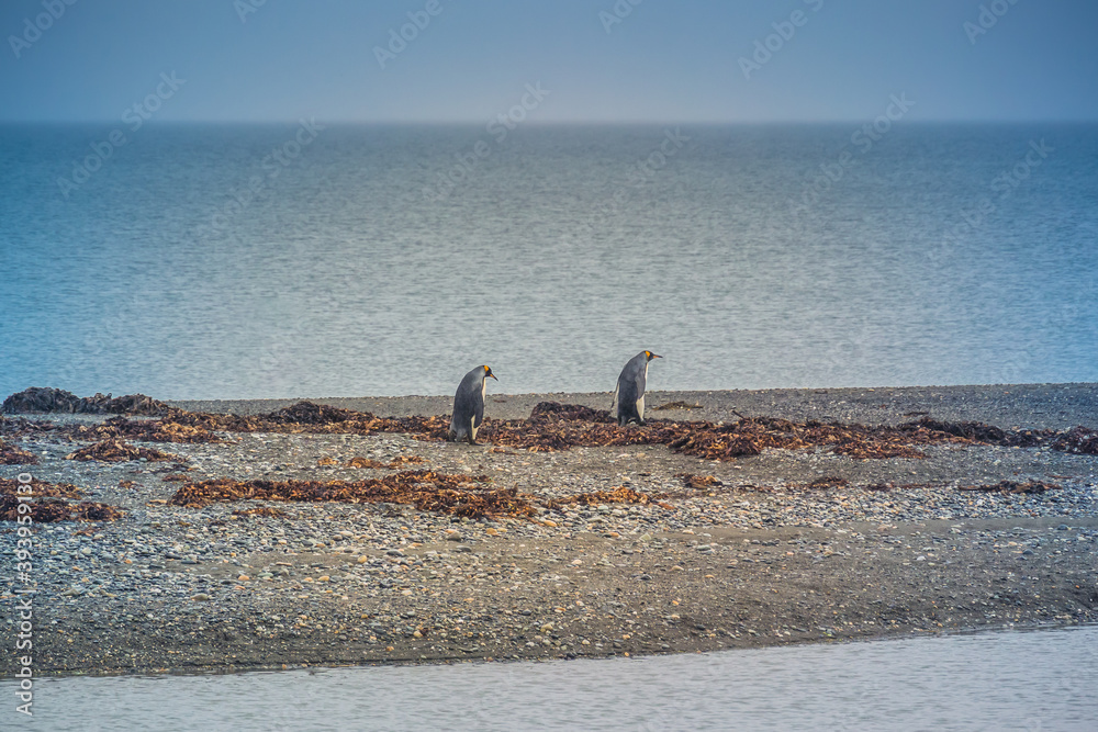 King Penguins at Tierra del Fuego. Chile