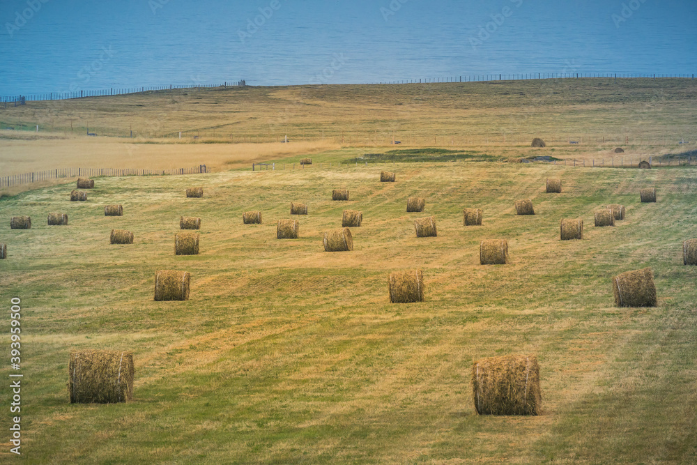 Field of hay at Tierra del Fuego.