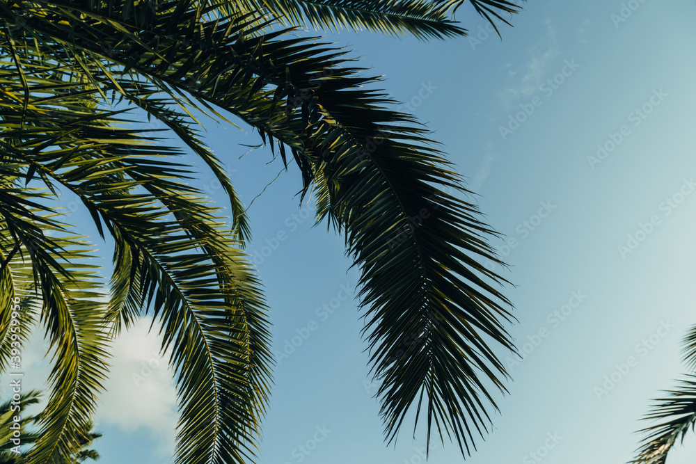Fototapeta premium Tropical palm leaves with sunbeams, floral drawing background, real photo