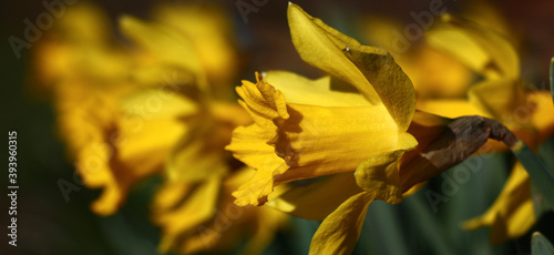 A large number of bright yellow narcissuses in beams of the morning spring sun. photo