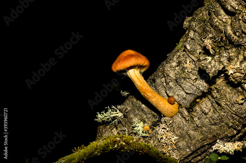 beautiful orange mushroom growing on cork oak trunk. Gymnopilus suberis photo
