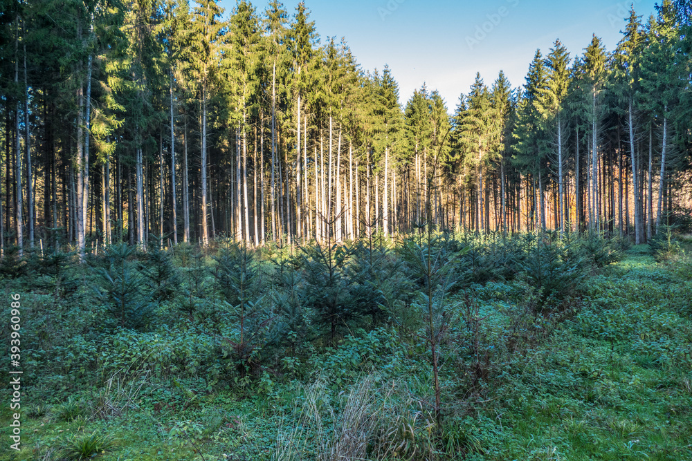 Wiederafforstung durch Neuanpflanzung im Nadelwald Wiederafforstung durch Neuanpflanzung im Nadelwald