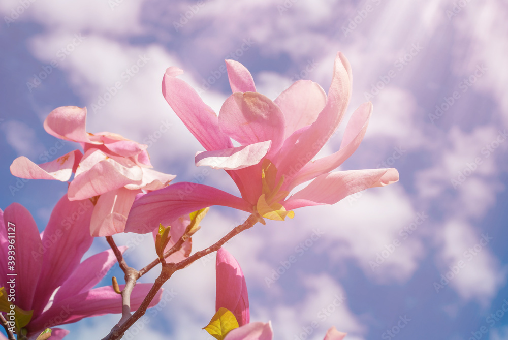 Magnolia tree in blossom. beautiful purple flower.