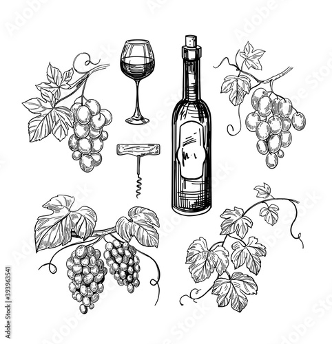Set of grape illustrations. Bunch of grapes. Vector outline illustration