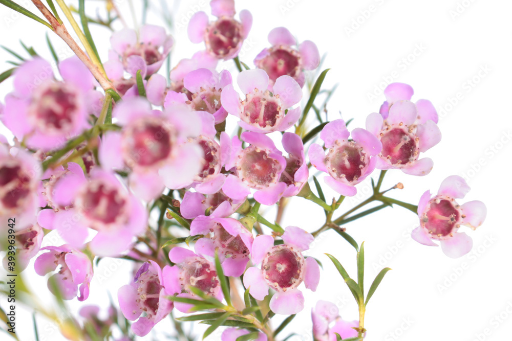 Geraldton waxflower (Chamelaucium uncinatum) pink flowers isolated on white background