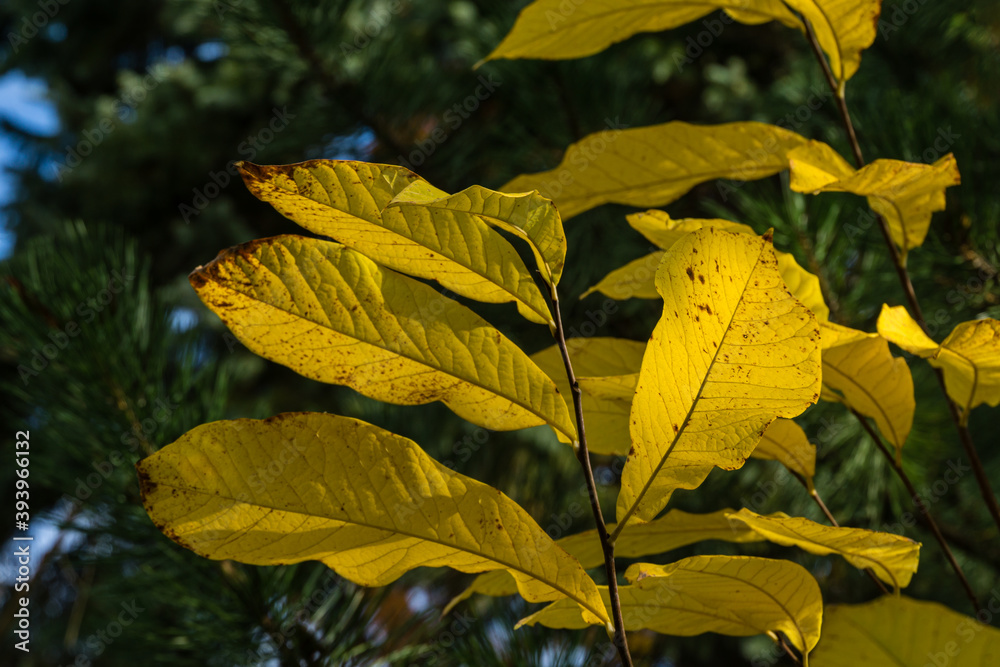 Yellow leaves of Asimina triloba or pawpaw in autumn garden against green blurred backdrop. Nature concept for any design background. Place for your text Yellow leaves of Asimina triloba or pawpaw in autumn garden against green blurred backdrop. Nature concept for any design background. Place for your text