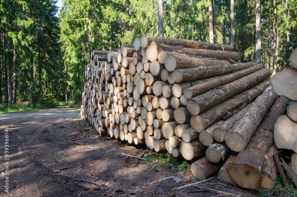 Cutting of the trees, bark beetle calamity, conifer tree logs firewoods on pile in woodland