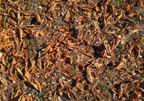 The yellow and orange autumn foliage of chestnuts lies on the ground with grass. View from above.