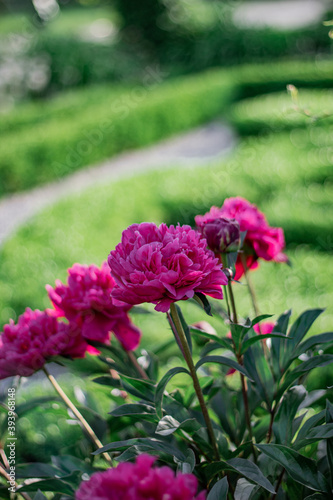 flowers in the park