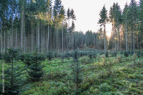 Wiederaufforstung durch Neuanpflanzung im Nadelwald © focus finder