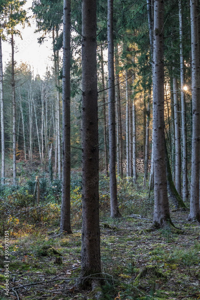 Obraz premium Lichtstimmung im Herbstlichen Mischwald