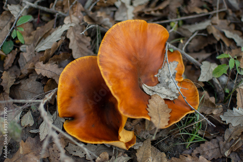 Orange mushroom group