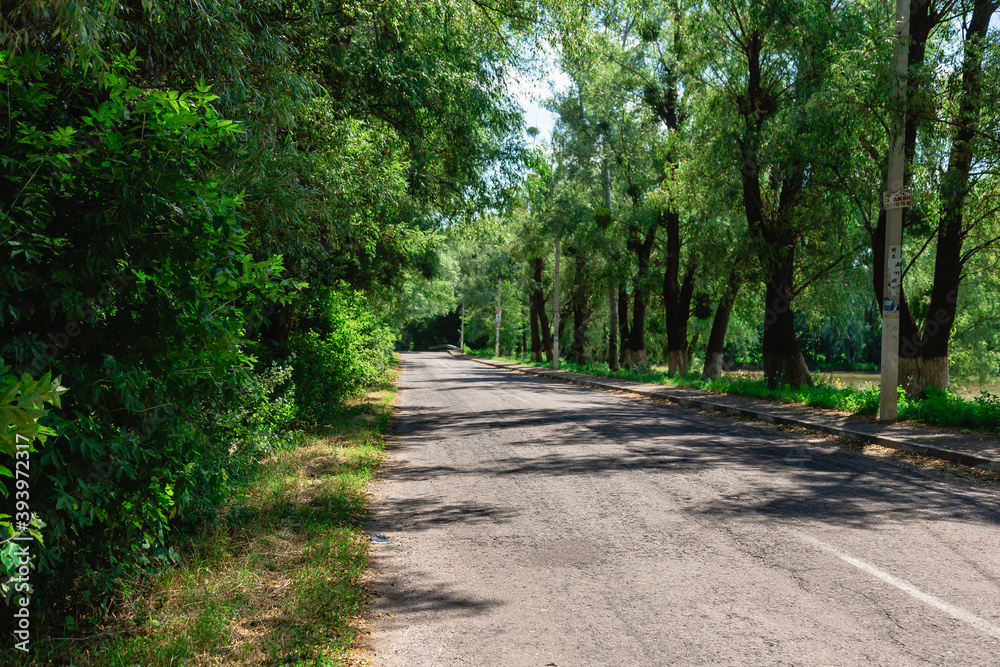 Summer landscape. Road in the woods