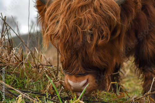 Scotland cattle